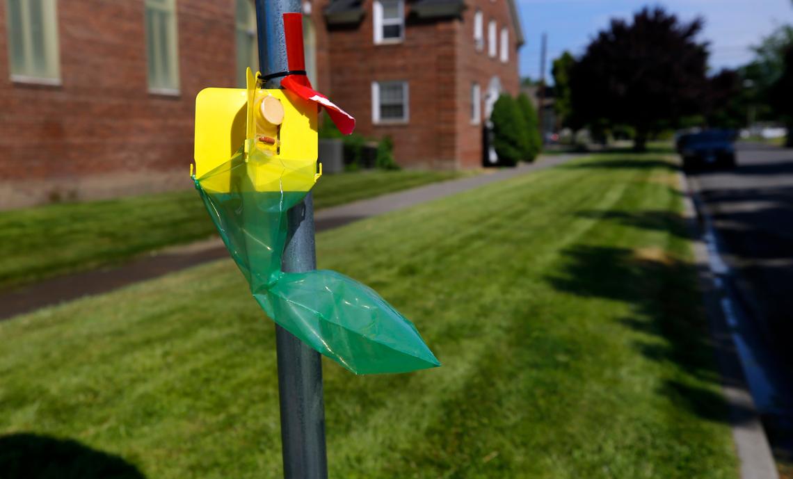 A Japanese beetle trap is attached to a stop sign post on the corner of North 6th Avenue and West Clark Street in Pasco.