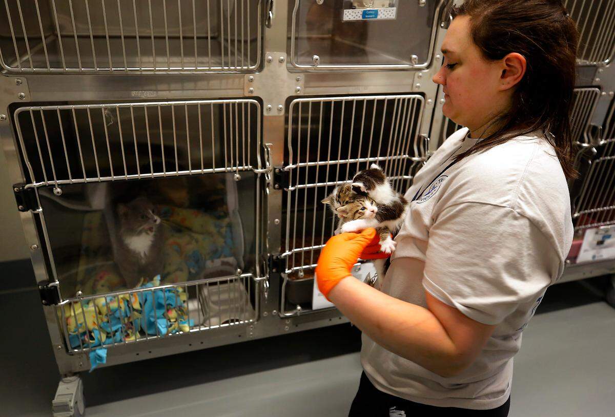Kate Howard, animal intake technician at Tri-Cities Animal Services, moves three kittens closer to their mom named Pampers Monday morning.