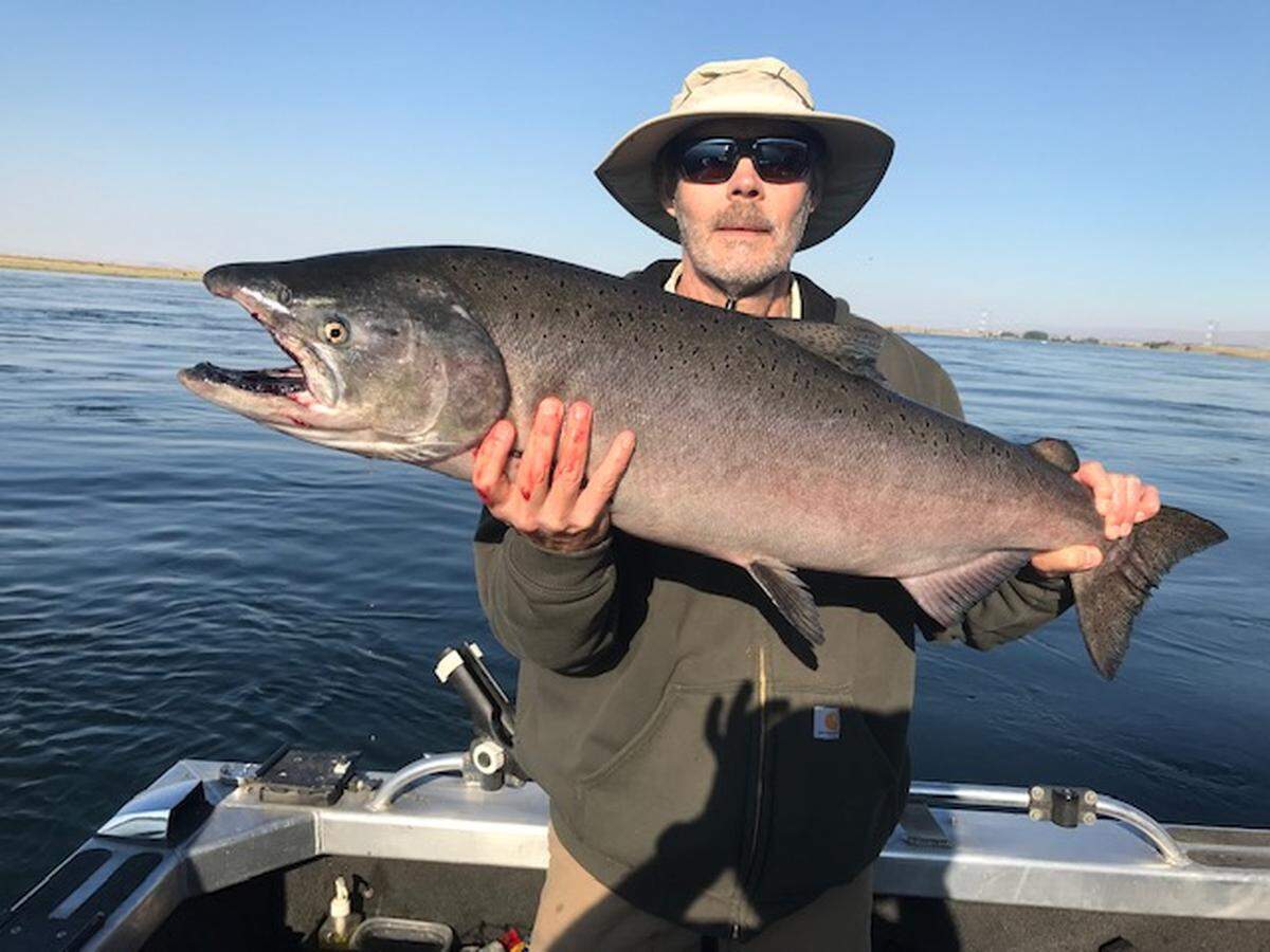 Local angler Paul Ward hoists a 22-pound Chinook salmon caught from the Hanford Reach in early September. Run size is lower than average this year, but a larger number of 4-year old fish is expected.