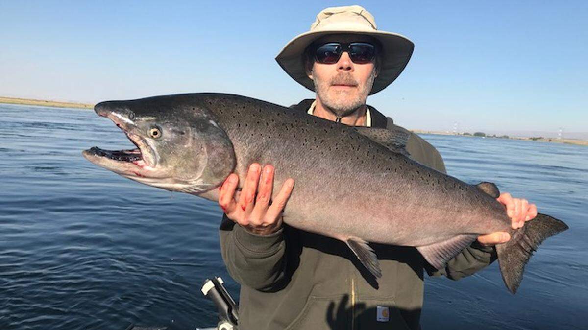 Local angler Paul Ward hoists a 22-pound Chinook salmon caught from the Hanford Reach in early September. Run size is lower than average this year, but a larger number of 4-year old fish is expected.