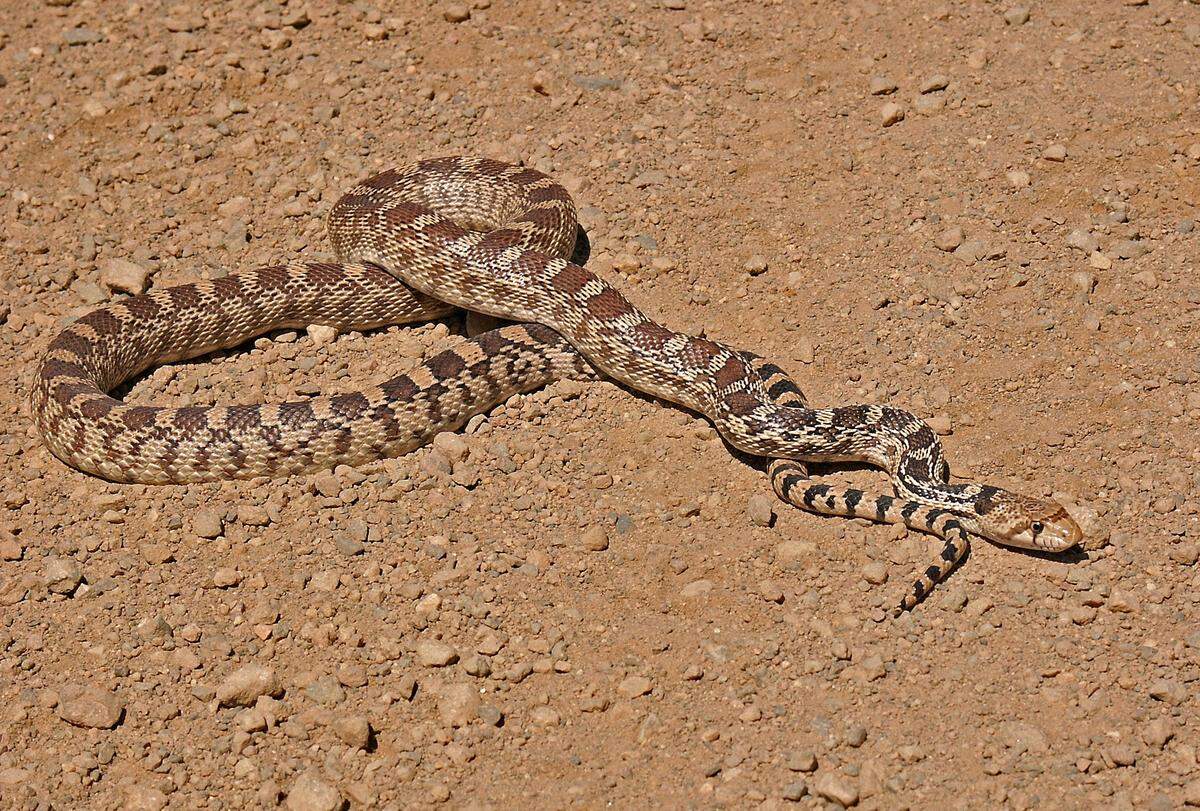 A nonvenomous gopher snake.