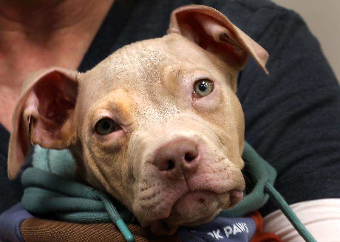 Oliver became a viral sensation in a TikTok video they posted of the rescue dog and viewers quickly dubbed a real-life Dobby look-alike due to his expressive ears and house-elf resemblance. 