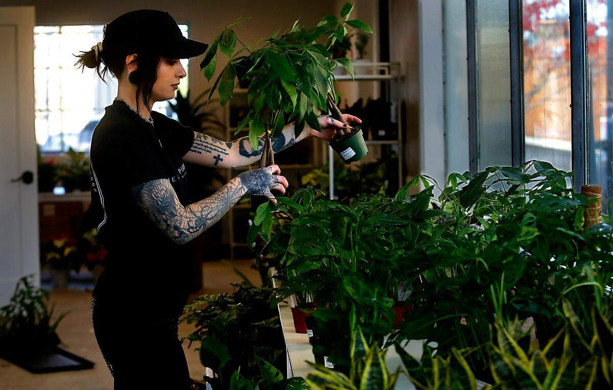 Manager Roxann Holden works at setting out out plants in the new Richland location of The Little Plant Shop. It’s the second location of the business that started in Pasco.