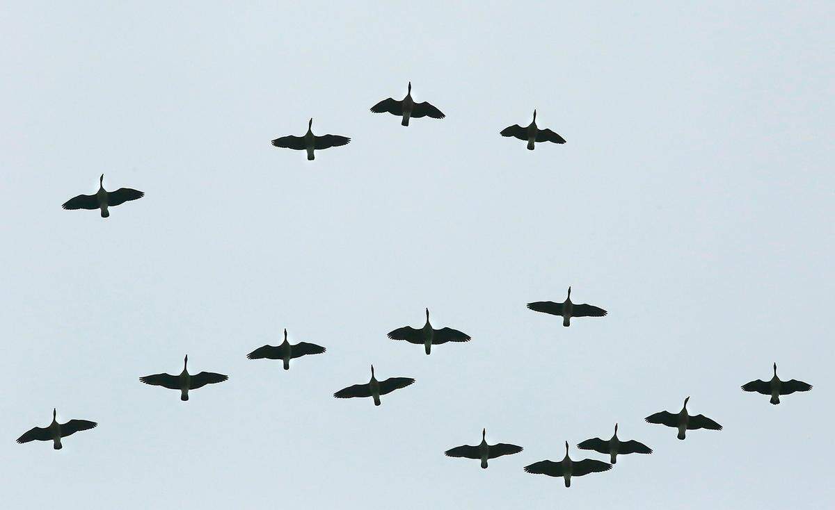 A flock of Canada geese fly in formation over Pasco.