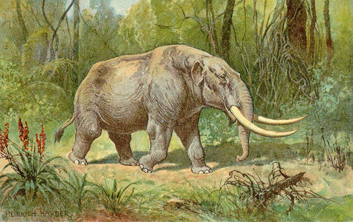 Mastodons had a flatter head and were shorter than mammoths. A fossilized mastodon jawbone was found this spring near the Columbia River at Hanford.