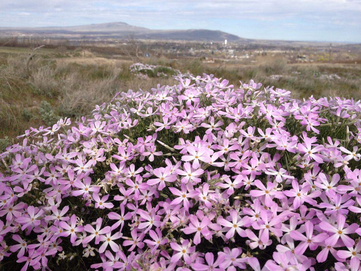 Wildflowers are starting to bloom around the Mid-Columbia.