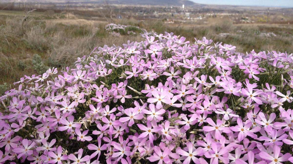 Wildflowers are starting to bloom around the Mid-Columbia. These are in the Horse Heaven Hills near Kiona. Warm weather is expected to continue today and improve through Sunday.