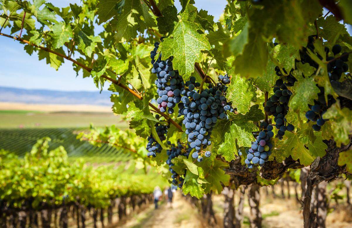 Syrah thrives throughout the Pacific Northwest, and it was first planted in Washington state by Mike Sauer at Red Willow Vineyard in the western edge of the Yakima Valley near the foothills of Mount Adams.