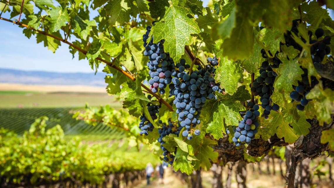Northwest Wine: The secret sauce behind some top red blends