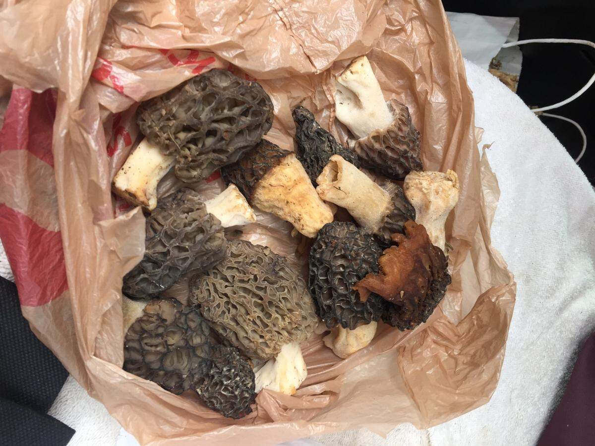 A plastic bag filled with honeycombed, dark-brown mushrooms.