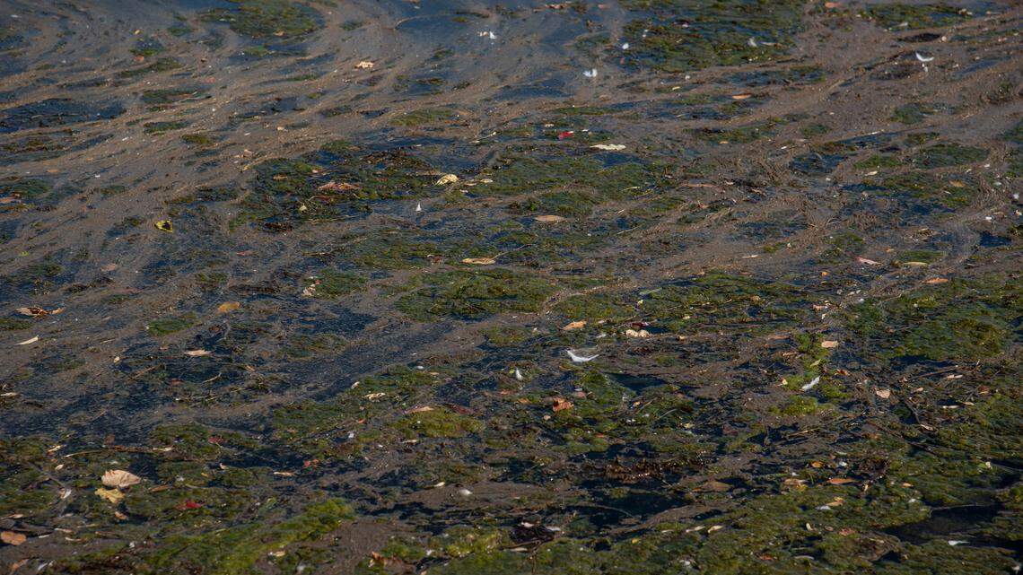 Tri-Cities drinking water comes from the Columbia River. So what about that toxic algae?