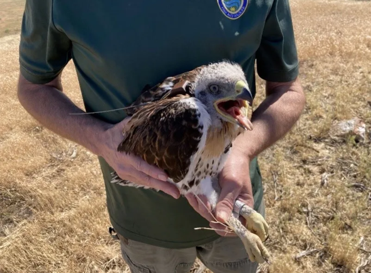 A ferruginous hawk shortly after being banded in Walla Walla County in 2024.