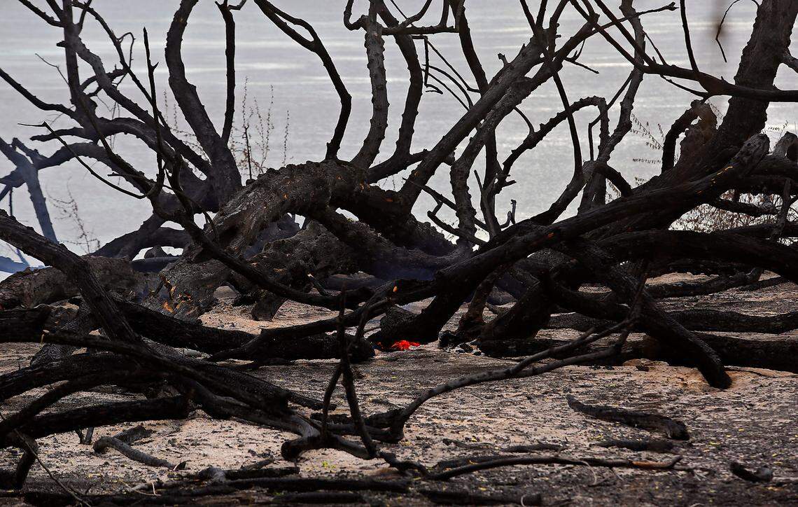 Trees still smolder the morning after a natural cover fire scorched a section of land between the roadway and river in Kennewick’s Columbia Park.