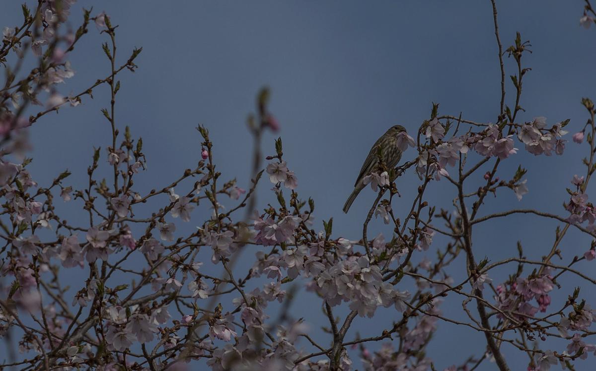 A bird plucks a cherry blossom from a tree in Kennewick as it perches for a moment among the blooming branches. 