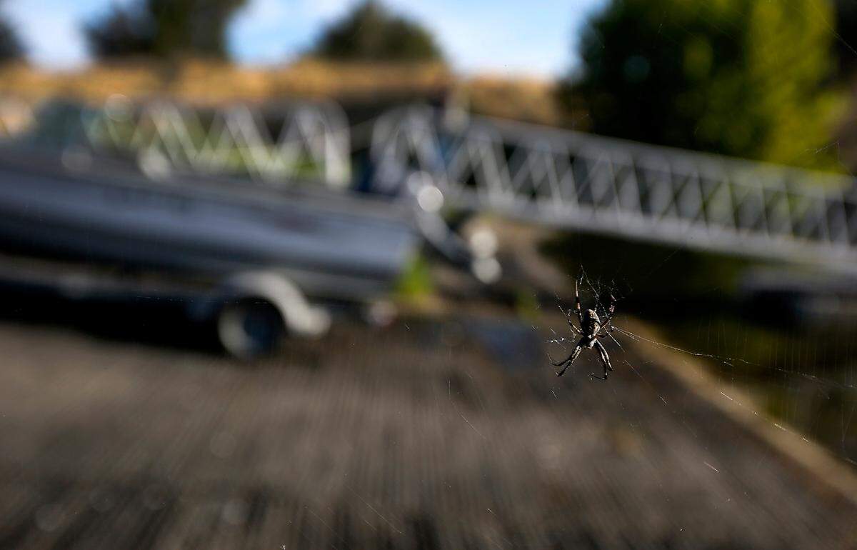 An orb-weaver spider makes its home stretched between the metal railing poles for the boat launch docks at Leslie Groves Park in north Richland along the Columbia River.