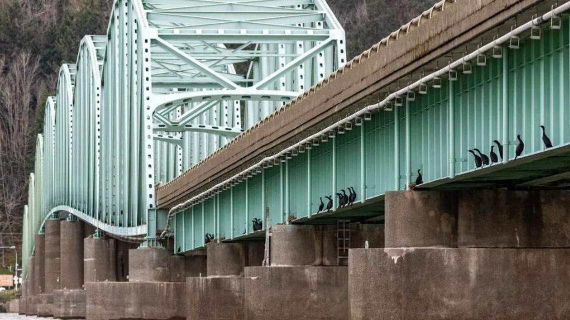 Fixing the Columbia River cormorant disaster: ‘How could this have come out any worse?’