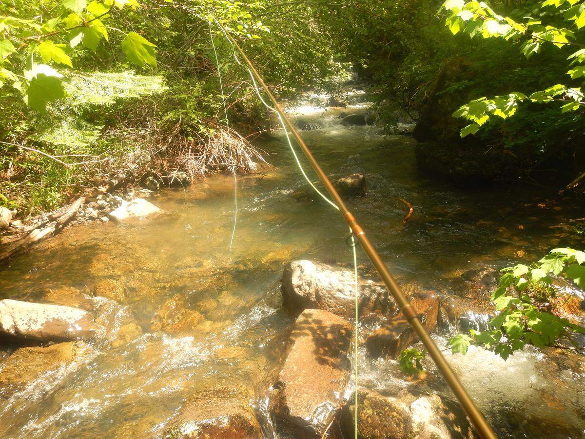 Finding an opening in the stream canopy to catch is not easy.