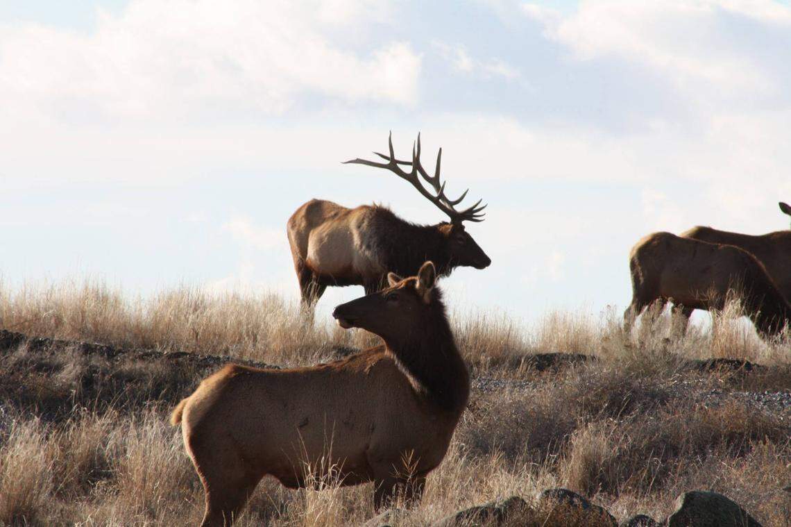 Two bull elk were poached in September in Morrow and Umatilla County, Ore., across the state line from Benton County, Wash.