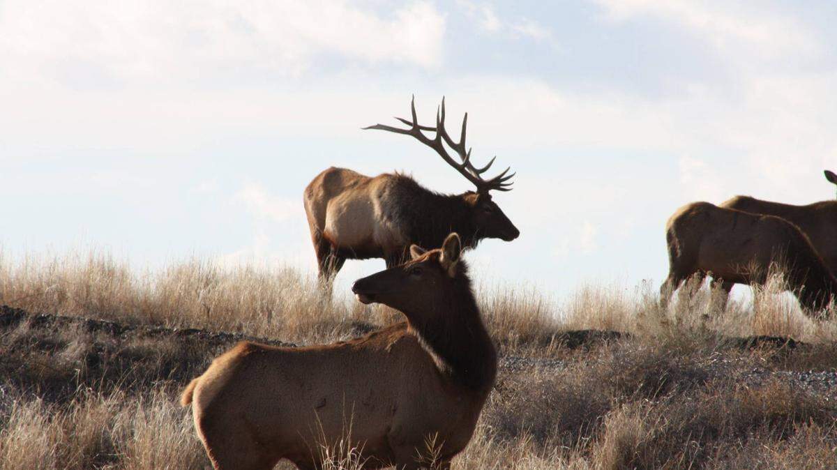 Six elk have been found shot and left to waste in Umatilla and Morrow counties in Oregon since October.