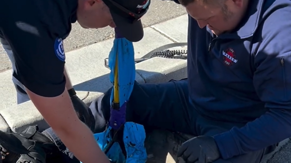 Pasco WA firefighters rescue ducks caught in storm drain | Tri-City Herald