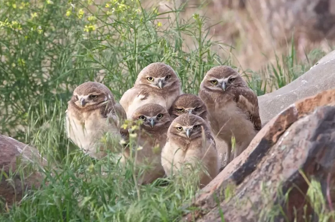 Six burrowing owlets in Eastern Washington.