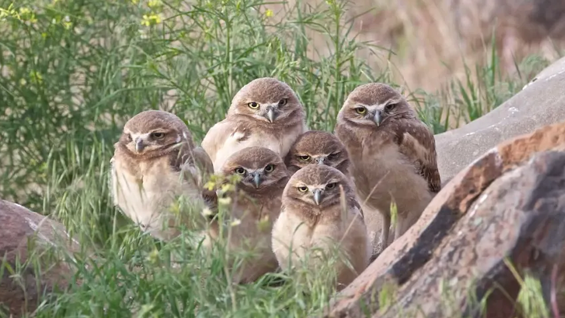 Owl cam. Watch livestream of rare burrowing owl pair near Tri-Cities