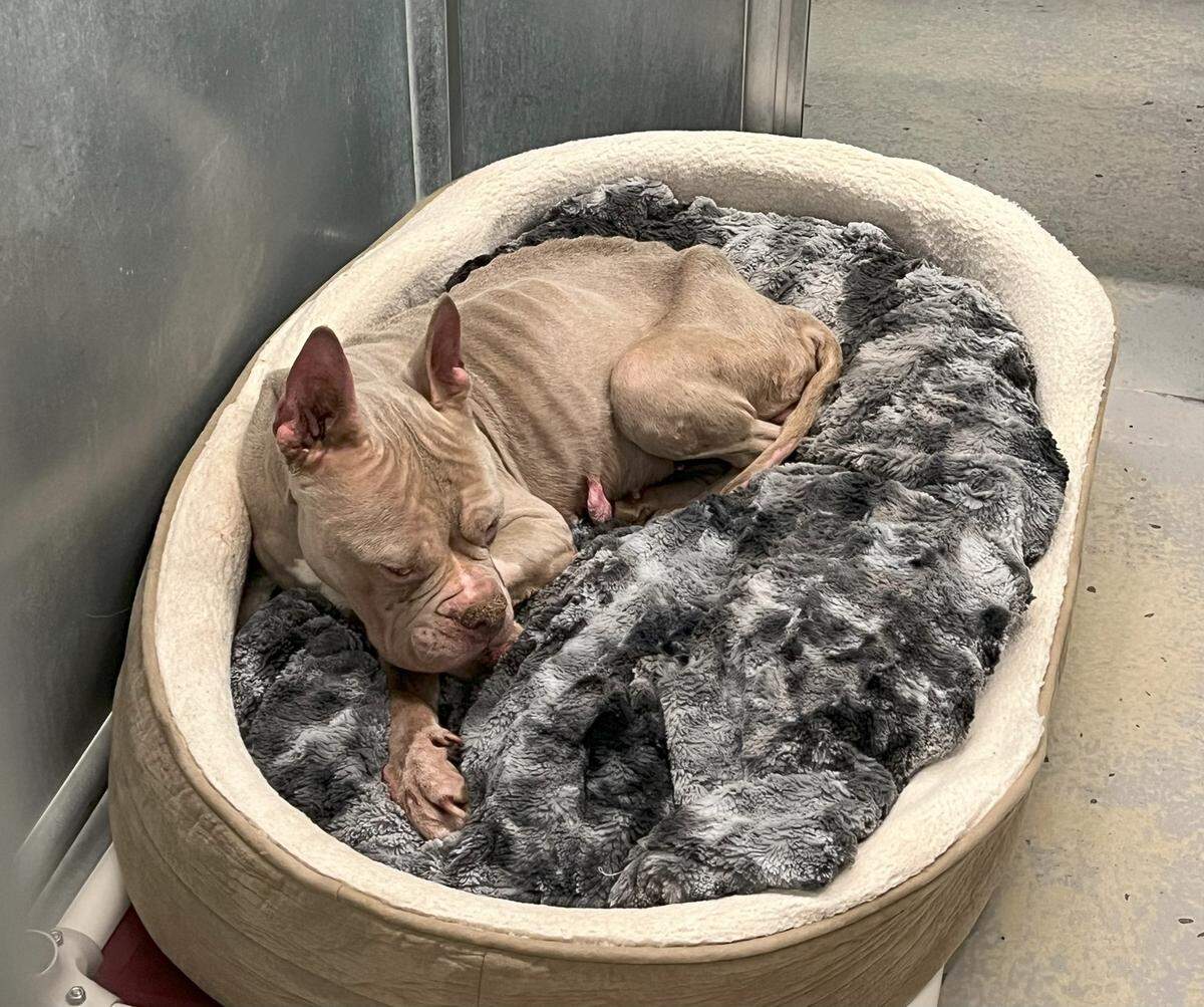 A severely emaciated “pittie” that apparently was abandoned south of Kennewick was being cared for Friday at the Benton County Canine Shelter.