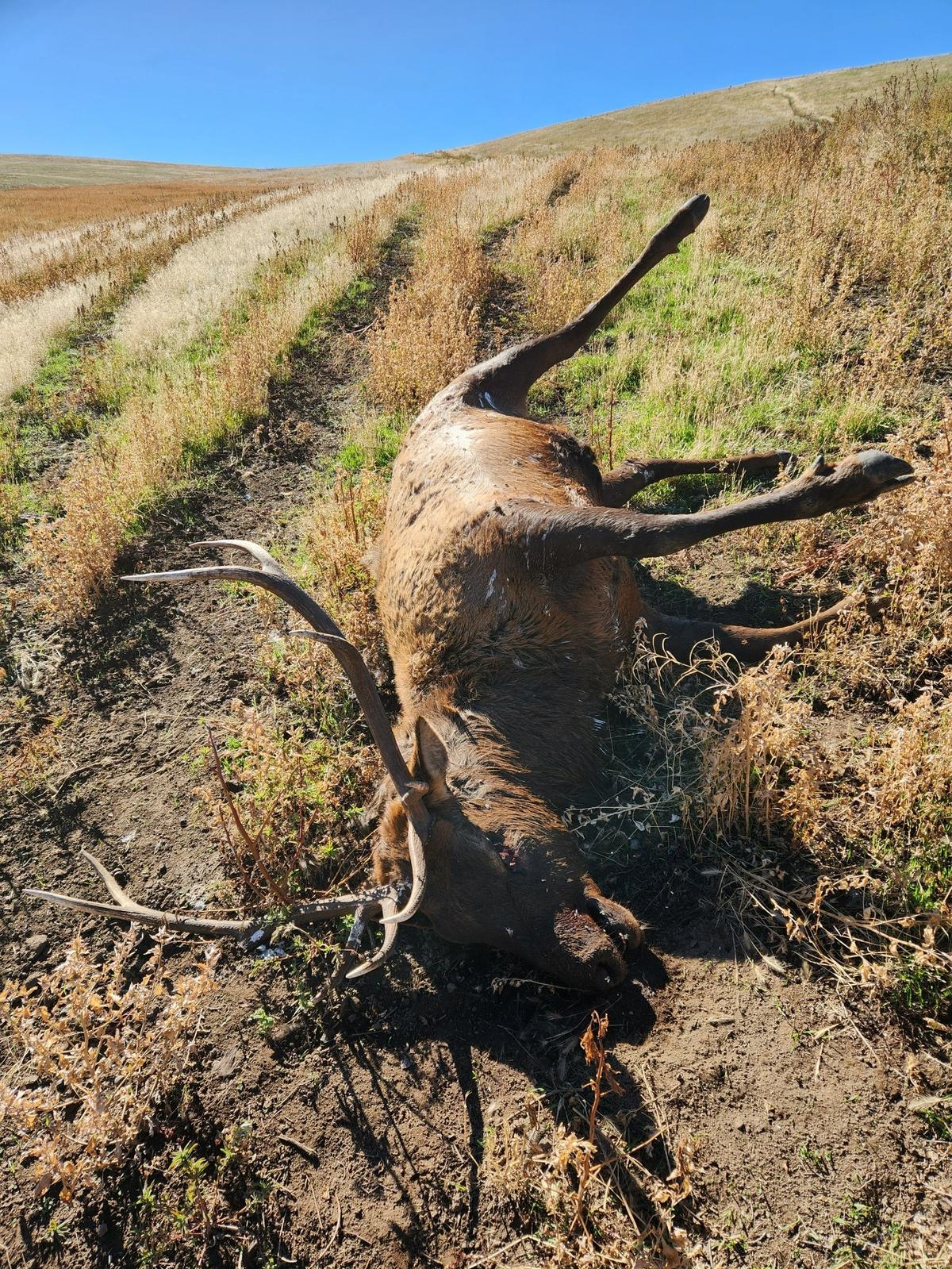 Oregon State Police are asking for the public’s help to find who shot and left this bull elk to waste in Umatilla County.