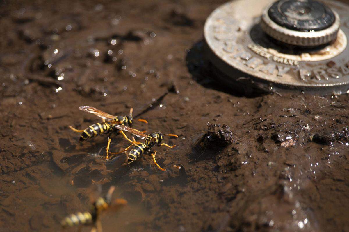 Wasps congregage near a water spigot in the current hot and dry summer.