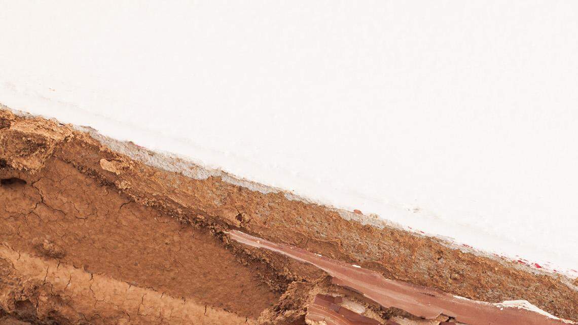 Destructive, flying insects tend to swarm Illinois in spring. Watch out for these 2 types