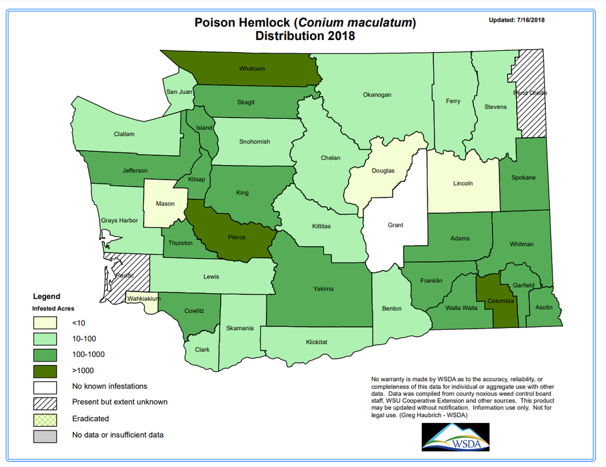 Distribution map of poison hemlock in Washington state.