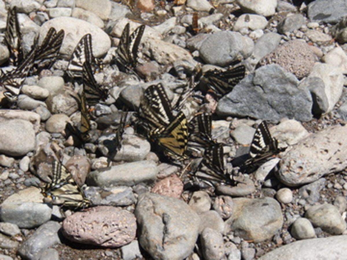 Butterflies line cobble shorelines of the Walla Walla River on a hot day in July.
