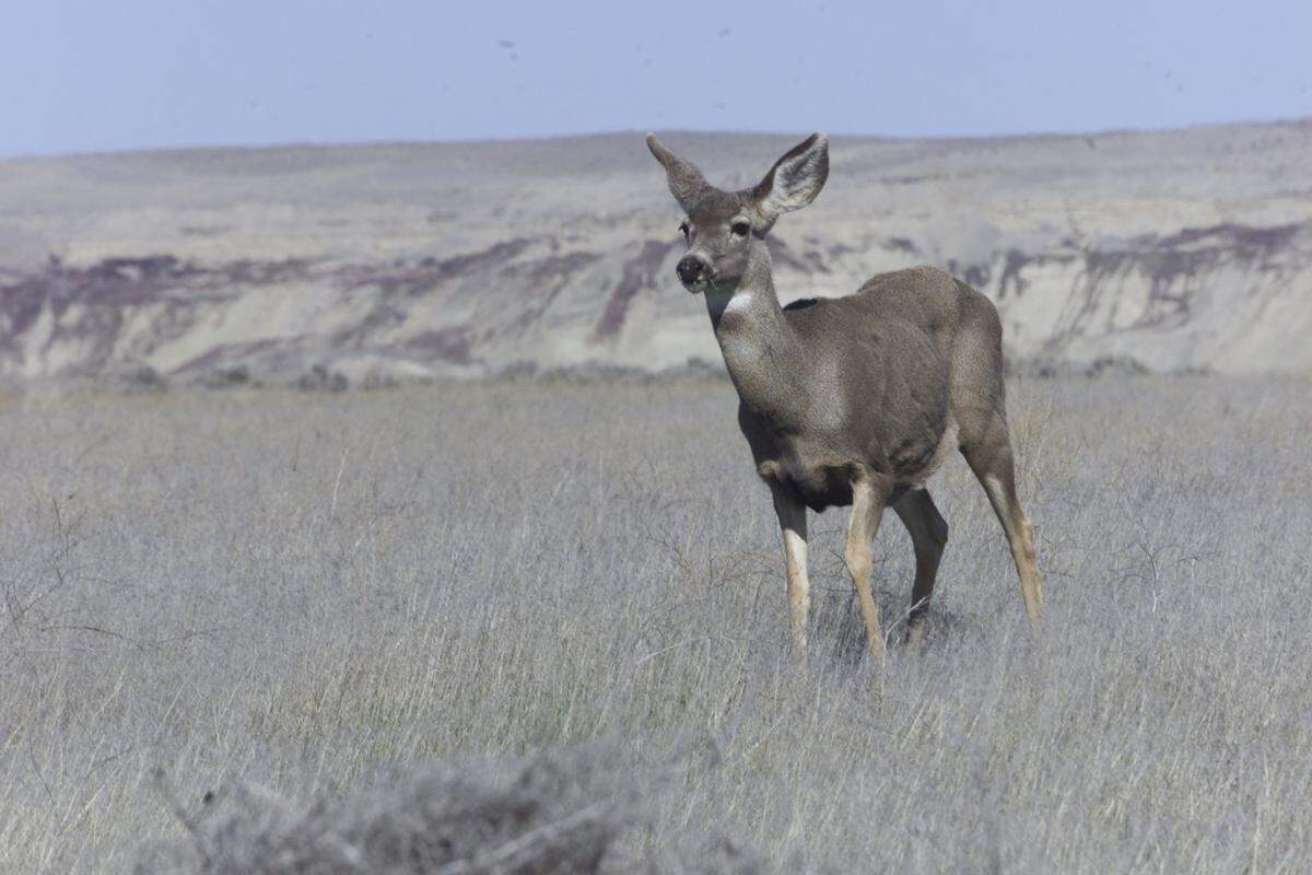 Deer on the Hanford nuclear reservation pose a hazard for drivers, particularly in the fall as workers are commuting at dawn and dusk when the animals are active.