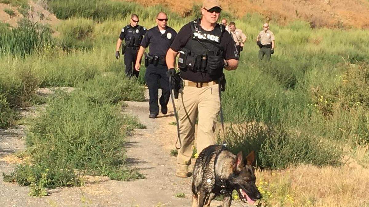 Pasco police Officer Brad Leninger works with police dog Jucon Monday as they search for Josue Nino, 39, of Kennewick, in Franklin County.