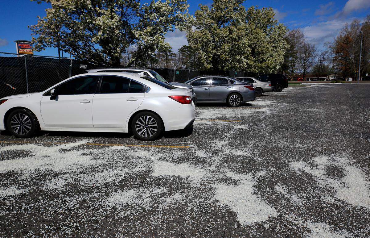 Petals from windblown tree blossoms swirl around in the parking lot of a fast food restaurant Monday morning in west Kennewick.