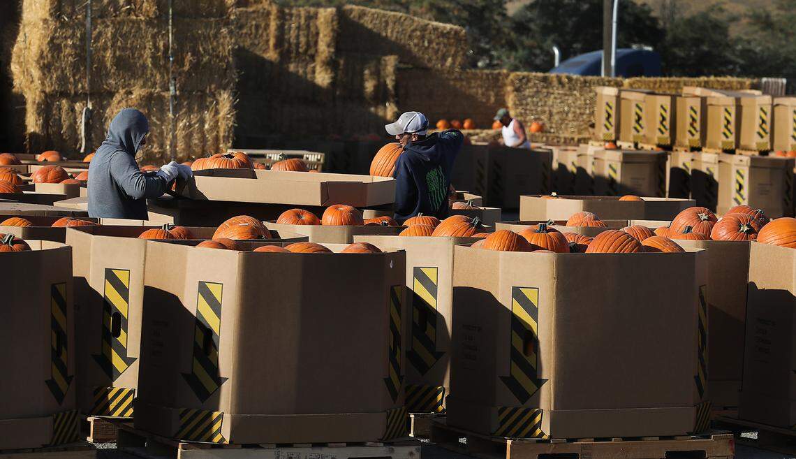 Farm workers and family members sort carving pumpkins from the fields at Robert S. Cox Farms.