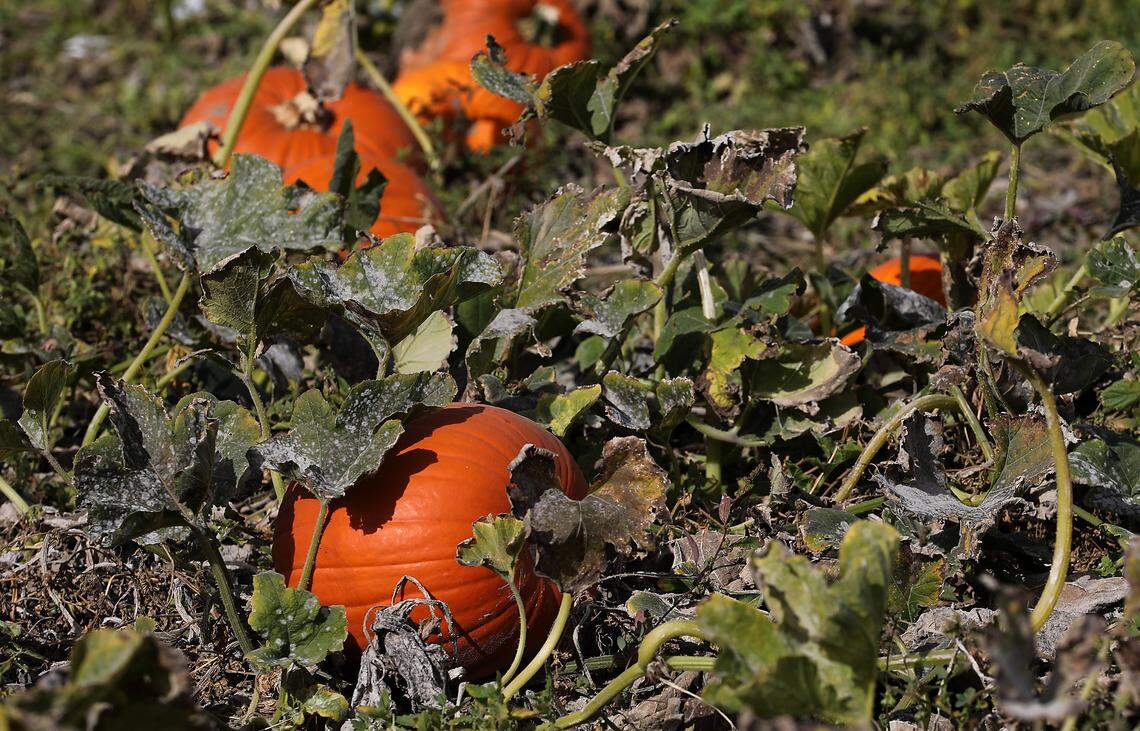Robert S. Cox Farms expects to ship off nearly 300,000 pumpkins this year.