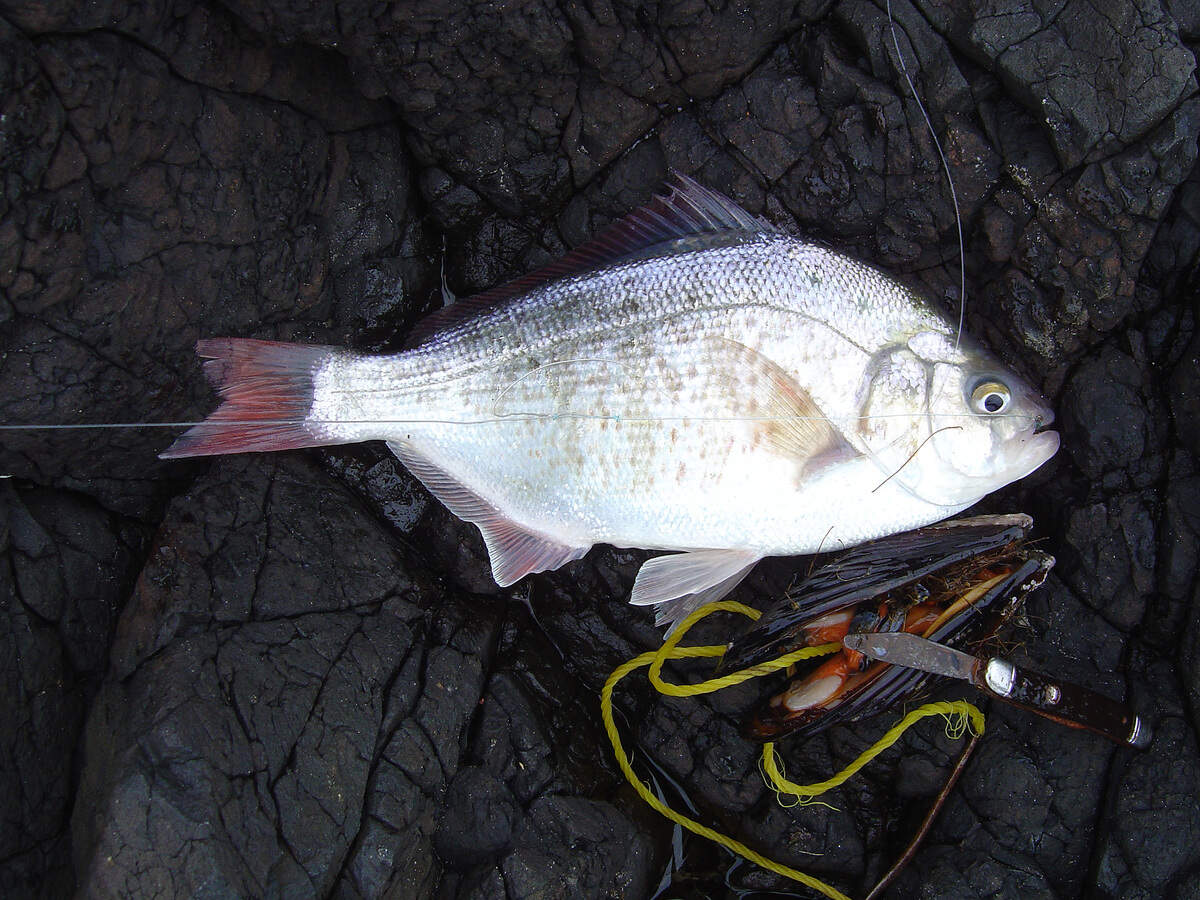 Redtail surfperch, so called because of the reddish color of their caudal fin, cannot resist the tender tissue of sea mussels gathered at low tide.