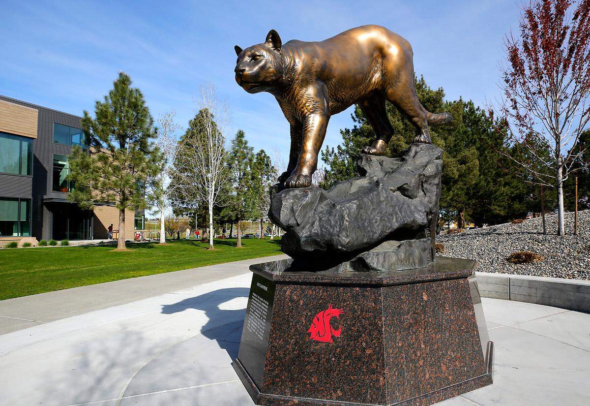 Cougar pride statue on display at WSU-Tri-Cities campus in Richland.