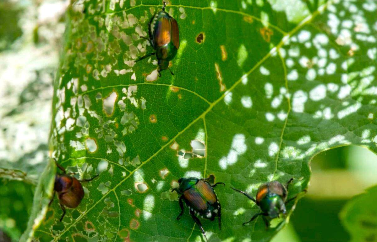 Adult Japanese beetles feeding on a leaf.
