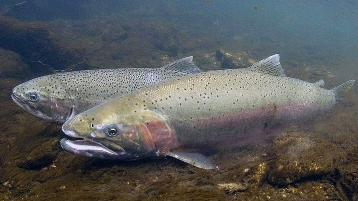 A sharp decline in projected returns of Columbia River upriver summer steelhead has Washington state Fish and Wildlife closing the season from Pasco downriver.
