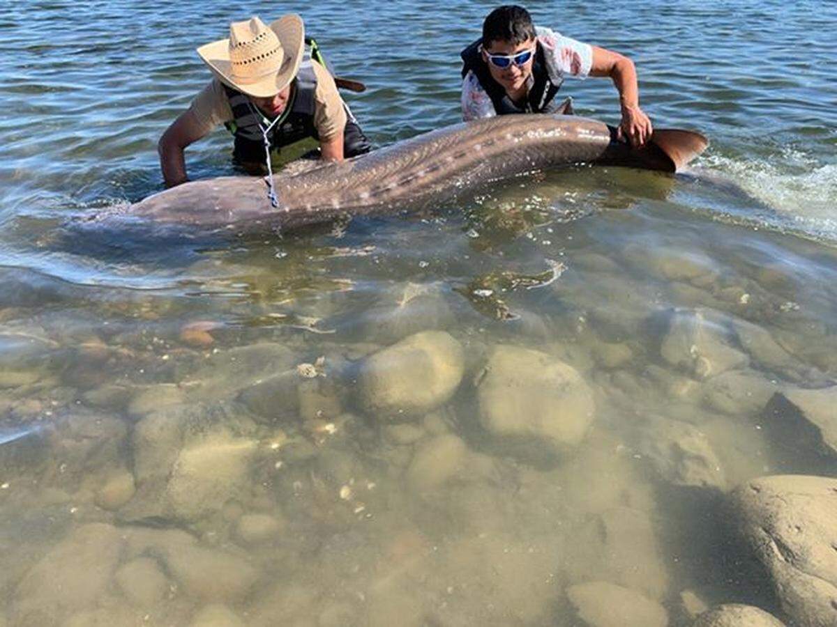 Jesus Sanchez, left, and Bryan Barboza, reeled in this sturgeon on the Columbia River Sunday and released it.
