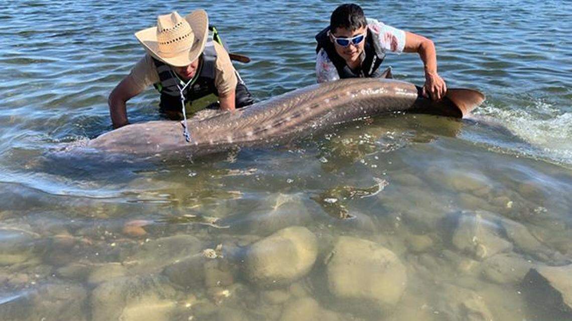 Teenagers catch a monster sturgeon near the Tri-Cities