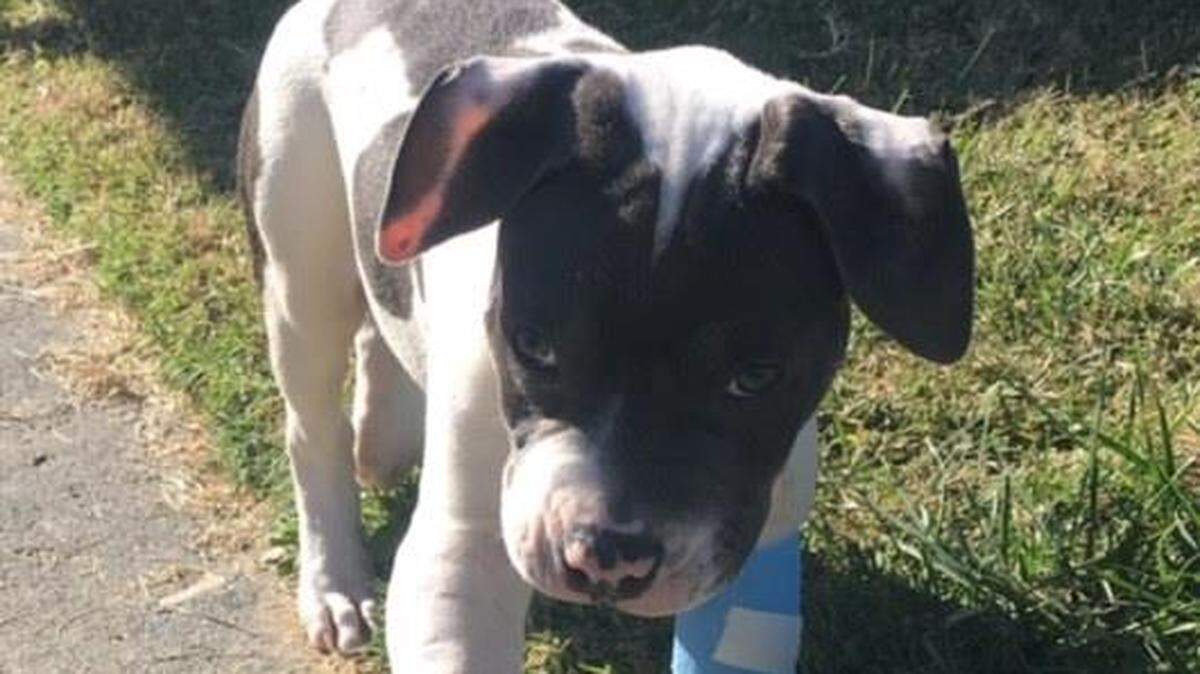 A month after Petey the pit bull was left for dead on the side of the road, he is on the mend.