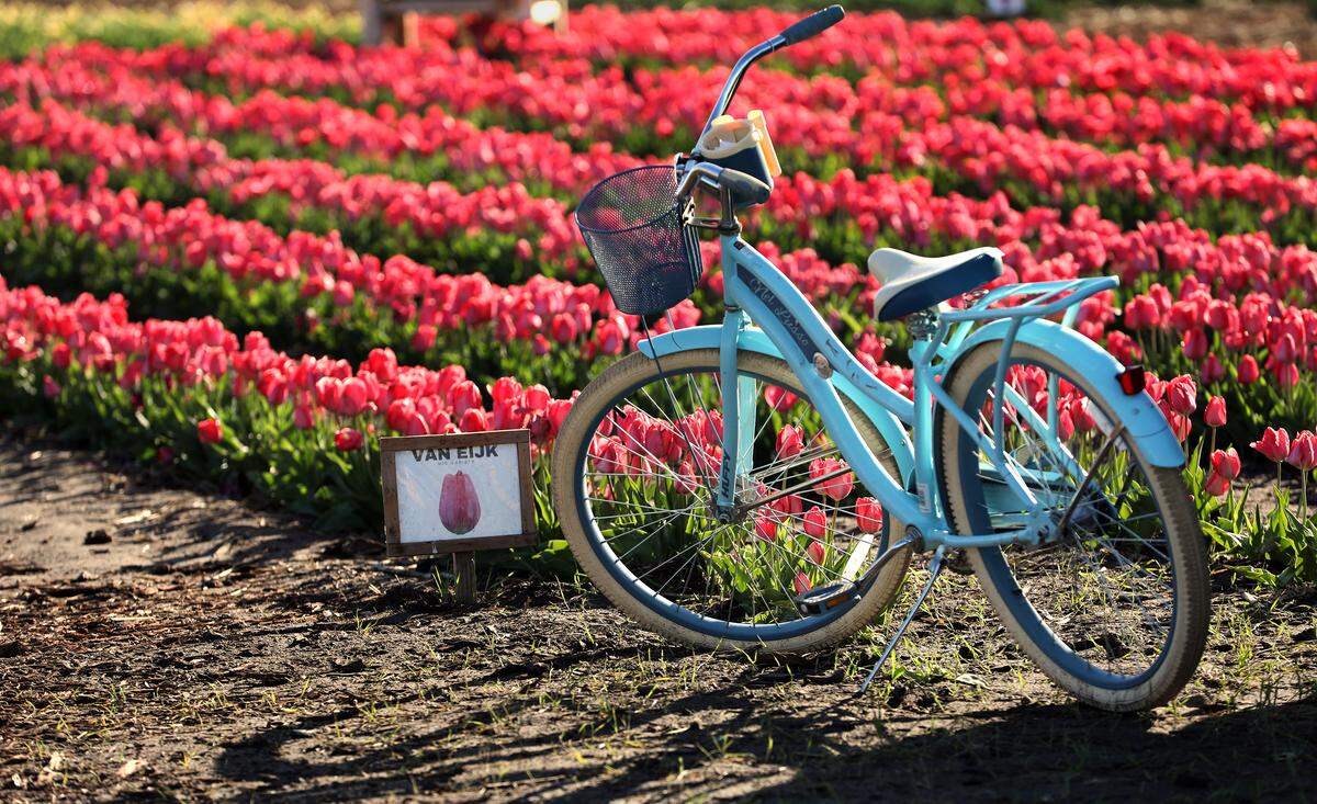 The waves of colorful blooms can be visited just northeast of Pasco off Highway 12. 