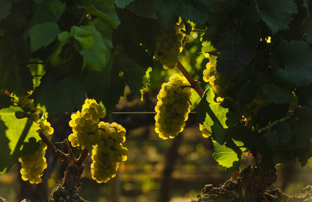 Clusters of Chardonnay ripen on the vine in the Columbia Valley. The French variety recently has overtaken Riesling as the most planted white grape in Washington state.