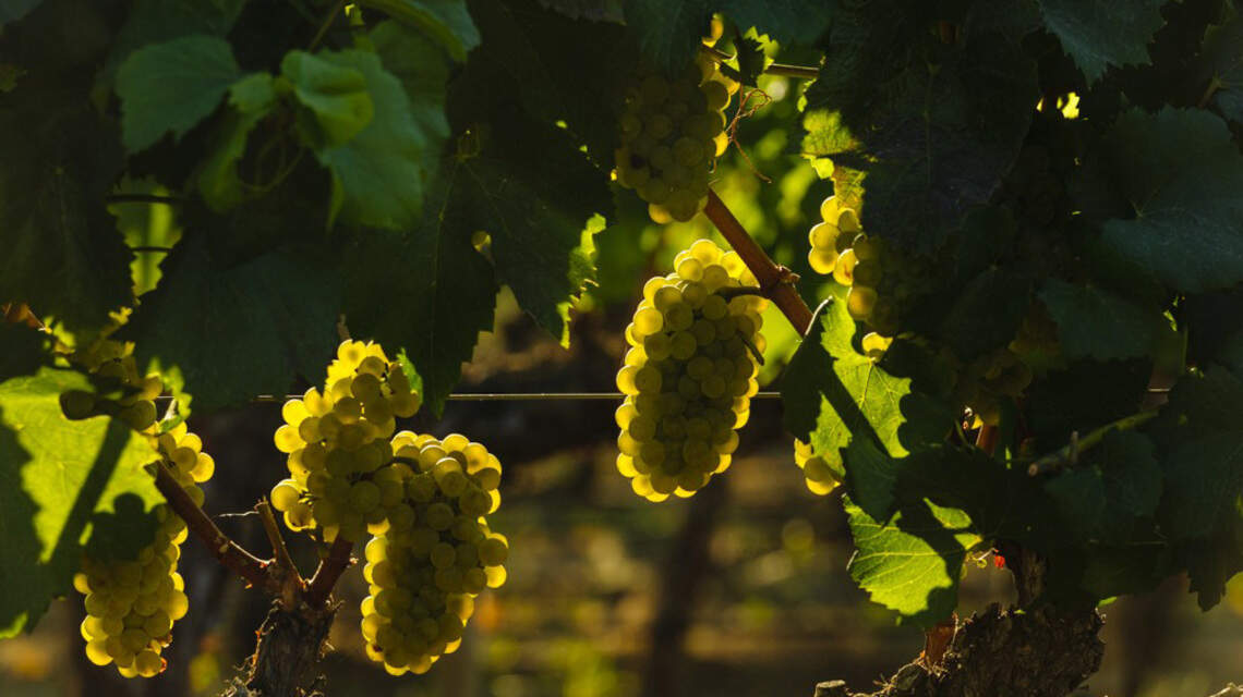 Northwest Wine: Many regional reasons to say ‘Yay!’ to Chardonnay