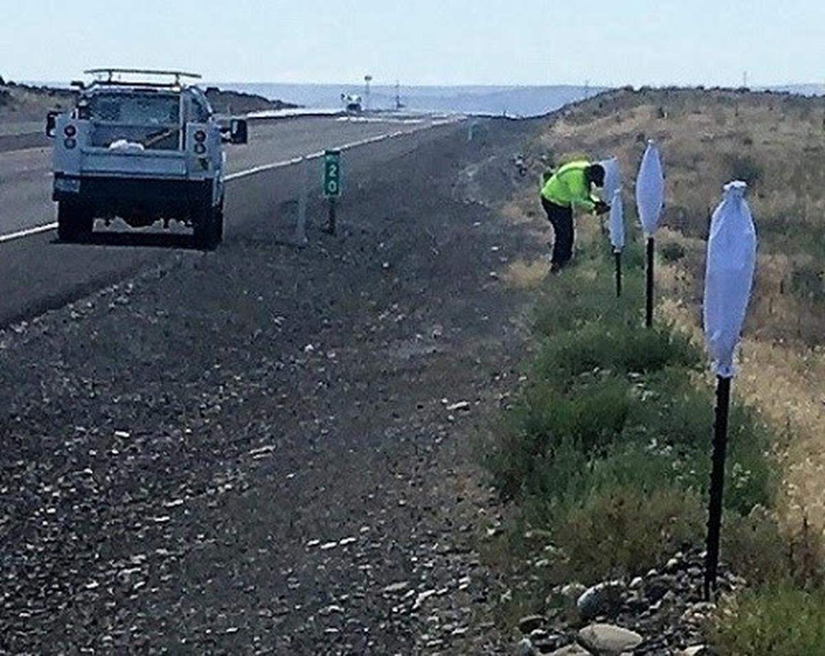 Hanford is testing whether white bags tied to posts can keep deer and elk off roadways, including the public highway north of Richland.