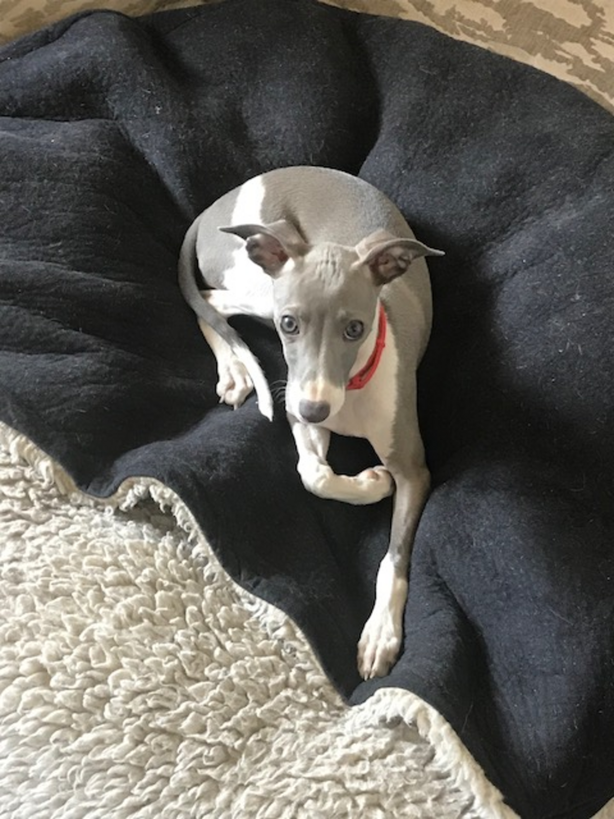 Ripley grabs a little downtime between training sessions.