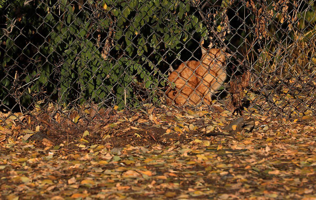 A very skittish feral cats stays behind a fence watching visitors recently near the colony structure cared for by the Tri-Cities Animal Shelter.